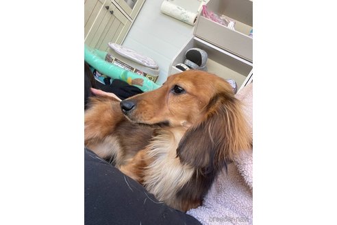 ほまれちゃん1枚目